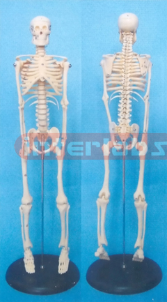 45X11X5CM 45 CM TALL, ADULT ADVANCED, DISSECTIBLE VERT, SKELETON WITH PLASTIC STAND, NUMBERED